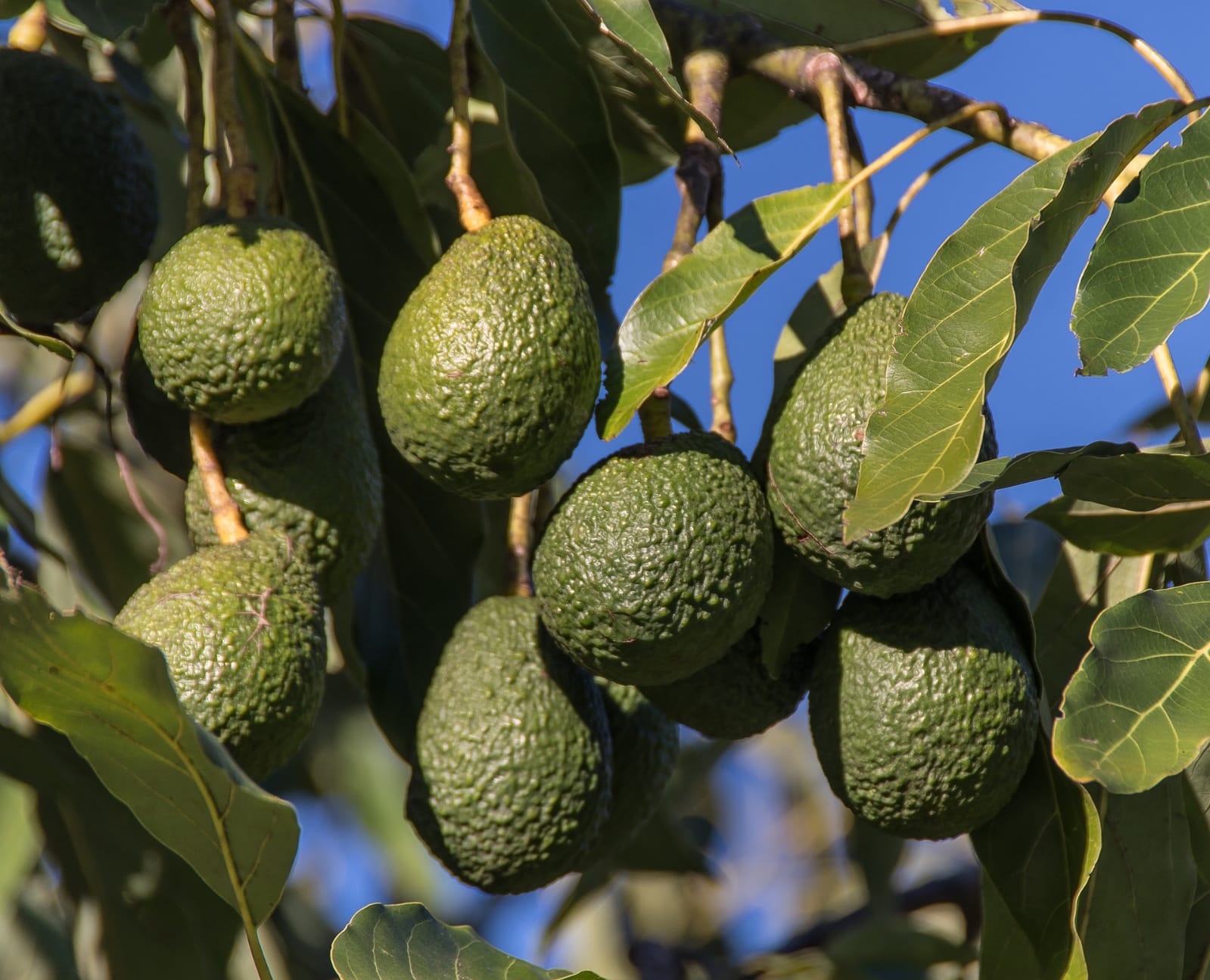 Avocado Tree