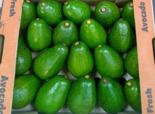 Fuerte Avocado